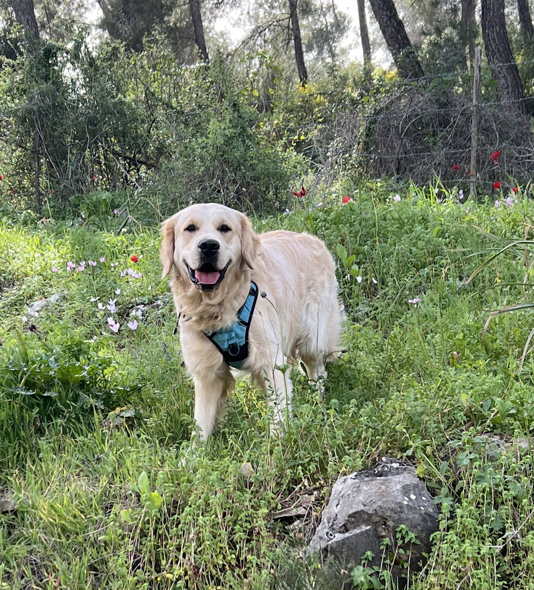 Wishing everyone a great Tuesday, with thoughts of sunshine and green grass, flowers and springtime! Happy Day friends! 🐾💙Finn #TOT #TongueOutTuesday #DogsofTwitter #GoldenRetriever