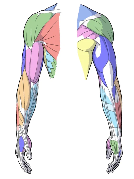腕の筋が多すぎて覚えられないという方、一個づつ覚えるのではなく、部分ごとに小分けして覚えていくのがコツです。 