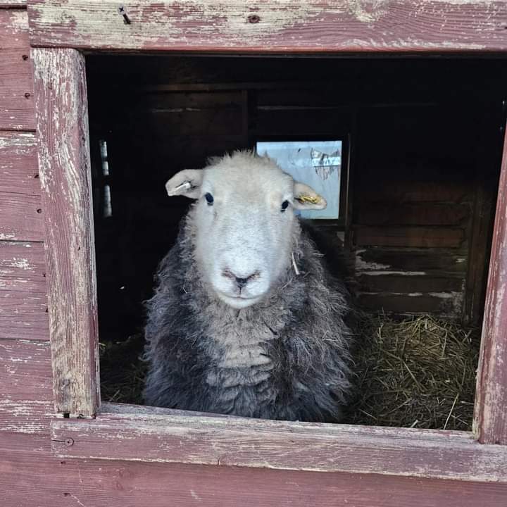 fars_sanctuary's tweet photo. Sweet #StormSheep in her favourite hideaway (the FARS wendy house) ๐ก๐
#JustLikeUs, some of our animals appreciate a little cosy, peaceful #AloneTime #MeTime ๐ค
#HappyTuesday
#TuesdayMorning
#VeganSanctuary
#FriendsNotFood
#KindToAllKind
#AllLivesArePrecious
#TheLuckyOnes https://t.co/vkJNcJIcHx