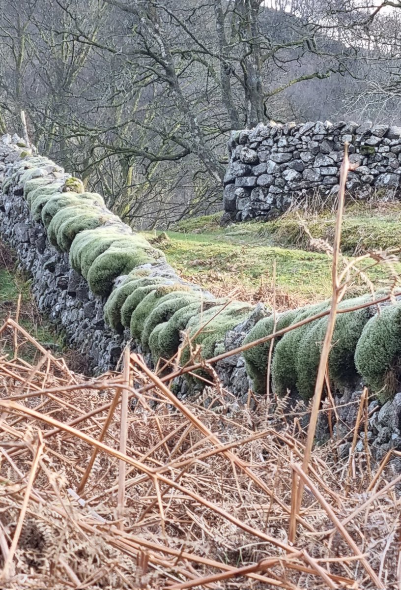 Ne'er cast a clout.... Still nippy in the Lakes so these coping stones are keeping their woolly hats on #moss #drystonewalling #Eskdale @TLWforCumbria @LostRainforests