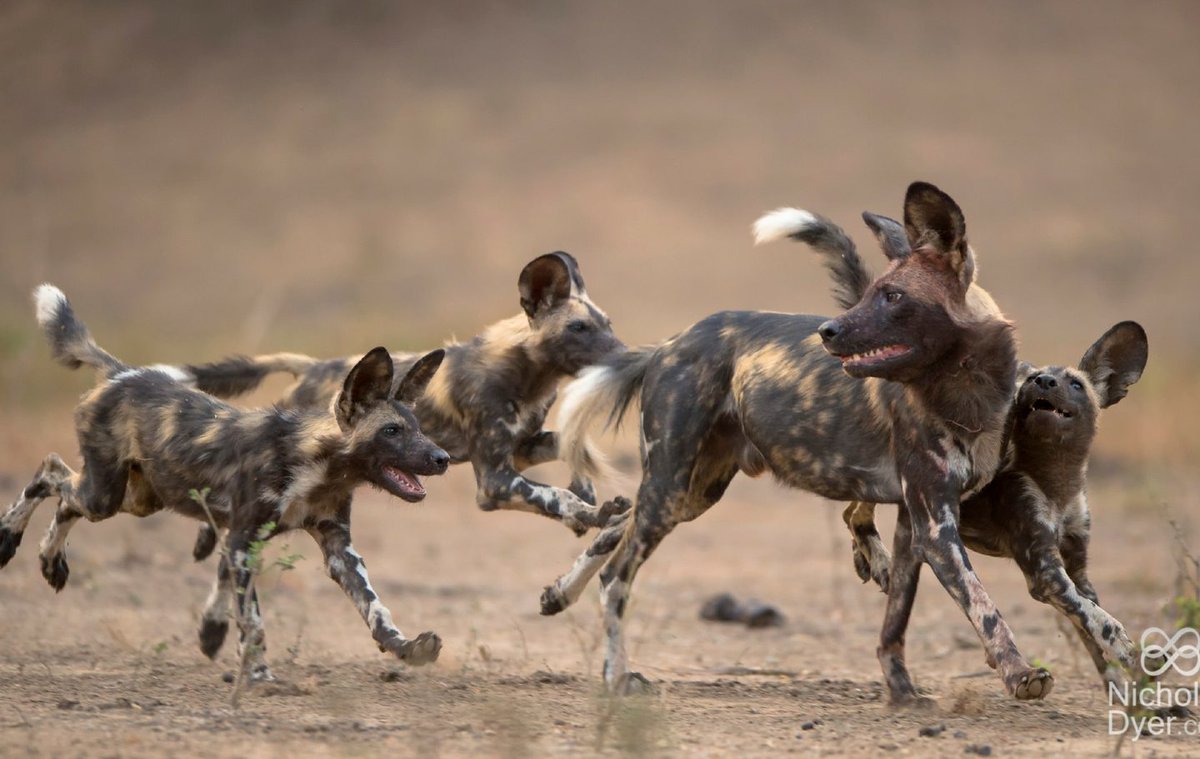 frostbite tweet media