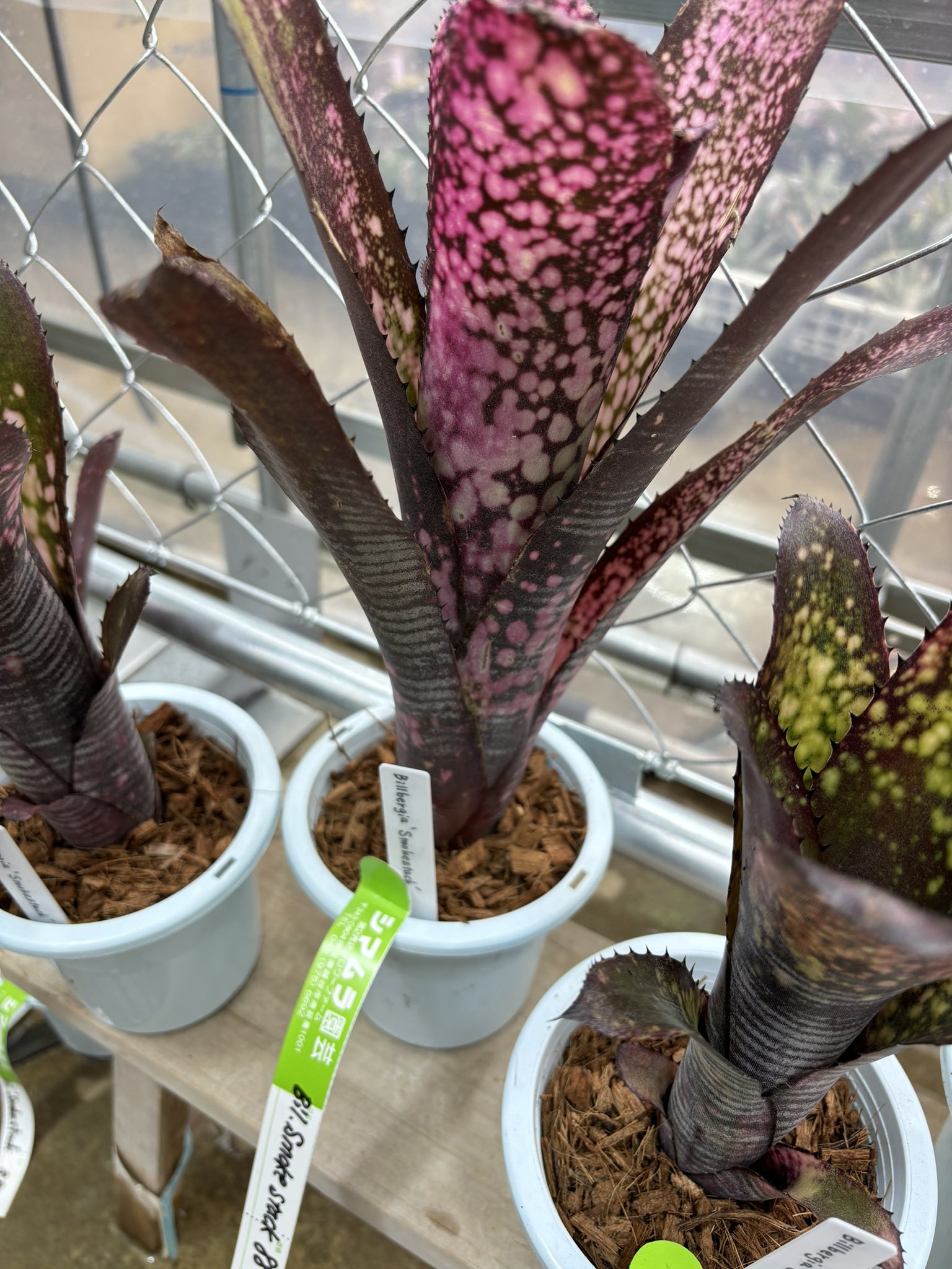 ビルベルギア ダースベイダー オビワン 子株