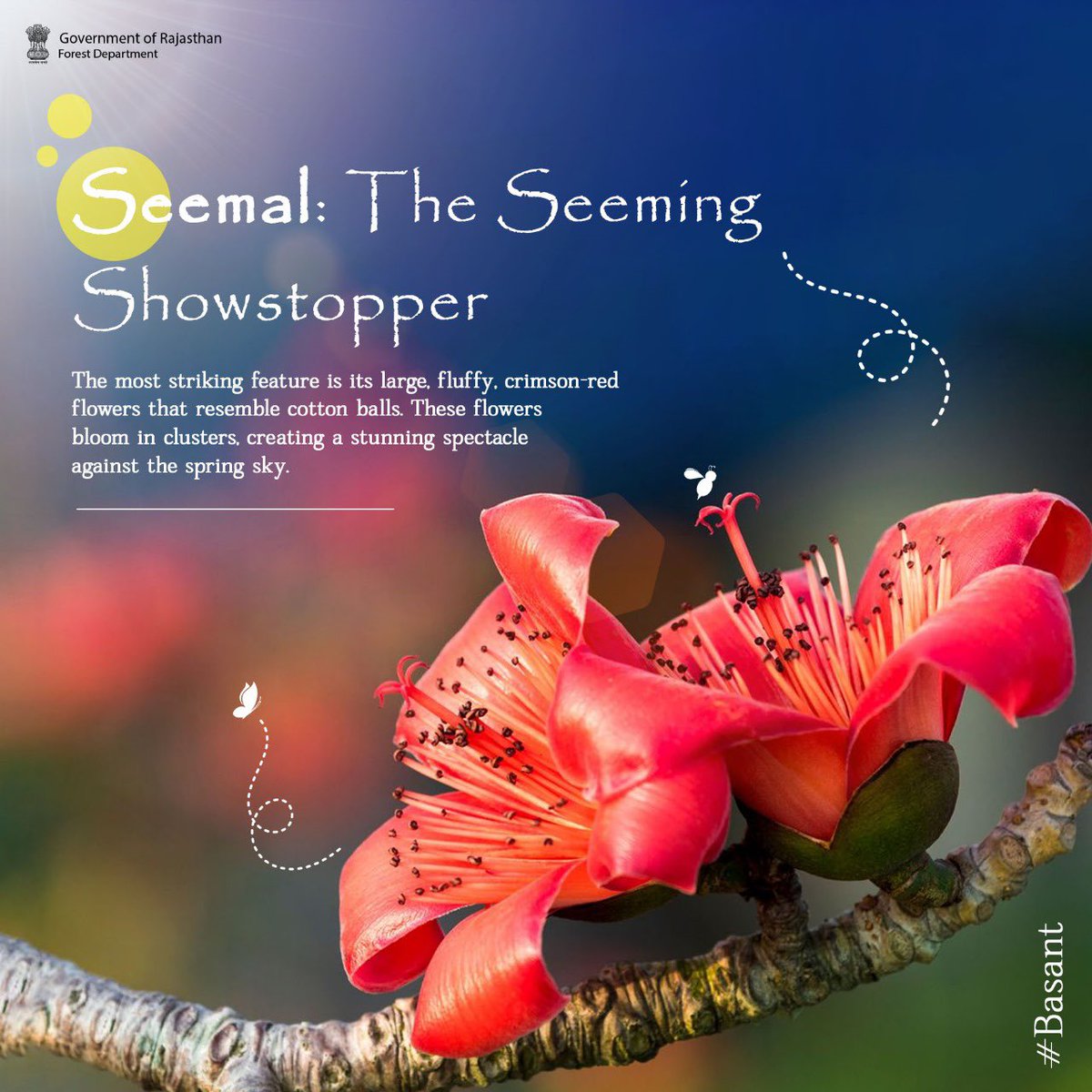 The blooming of the Semal tree holds cultural significance in Rajasthan, marking the arrival of spring, a season associated with renewal and celebration. 🌸