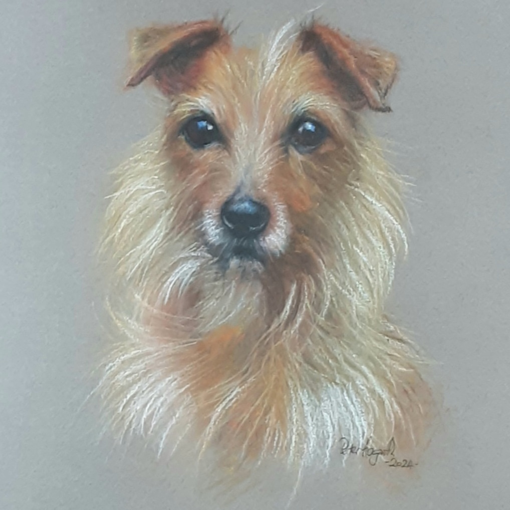 A portrait of Bailey, a lovely little dog we adopted 3 months ago. -soft pastels on Canson Mi Teintes paper. Thank you @dogstrust you do marvellous work!😊