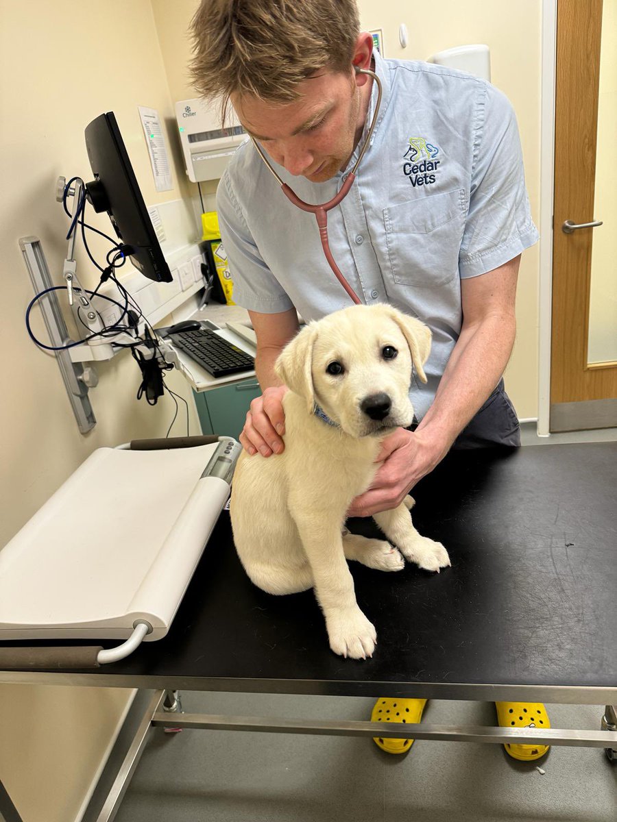 🎬 TVs cutest celebrity is in tip-top health, ready to meet Cat Deeley and Ben Shephard on This Morning at 10 am (Tuesday). He's very excited. Tune in at 10am to see Buddy live on set! #cedarvets #thismorning #gofundmehelp gofund.me/82943fed