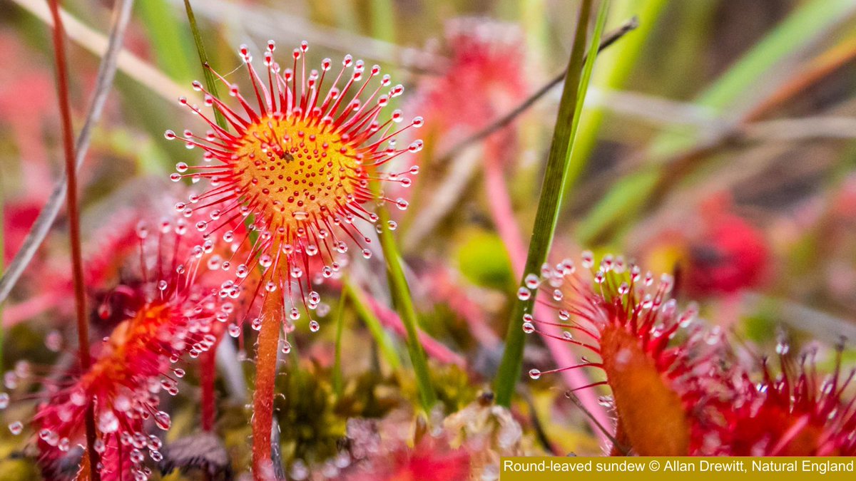 IUCNpeat's tweet photo. Have you signed up to our Measuring Biodiversity webinar yet? 

We'll be exploring traditional and technological approaches to measuring biodiversity and how they are being applied in restoring and conserving our precious #peatlands.

Sign up now! 👇

https://t.co/MSwQuUhqHq https://t.co/tgxqlF5GAv