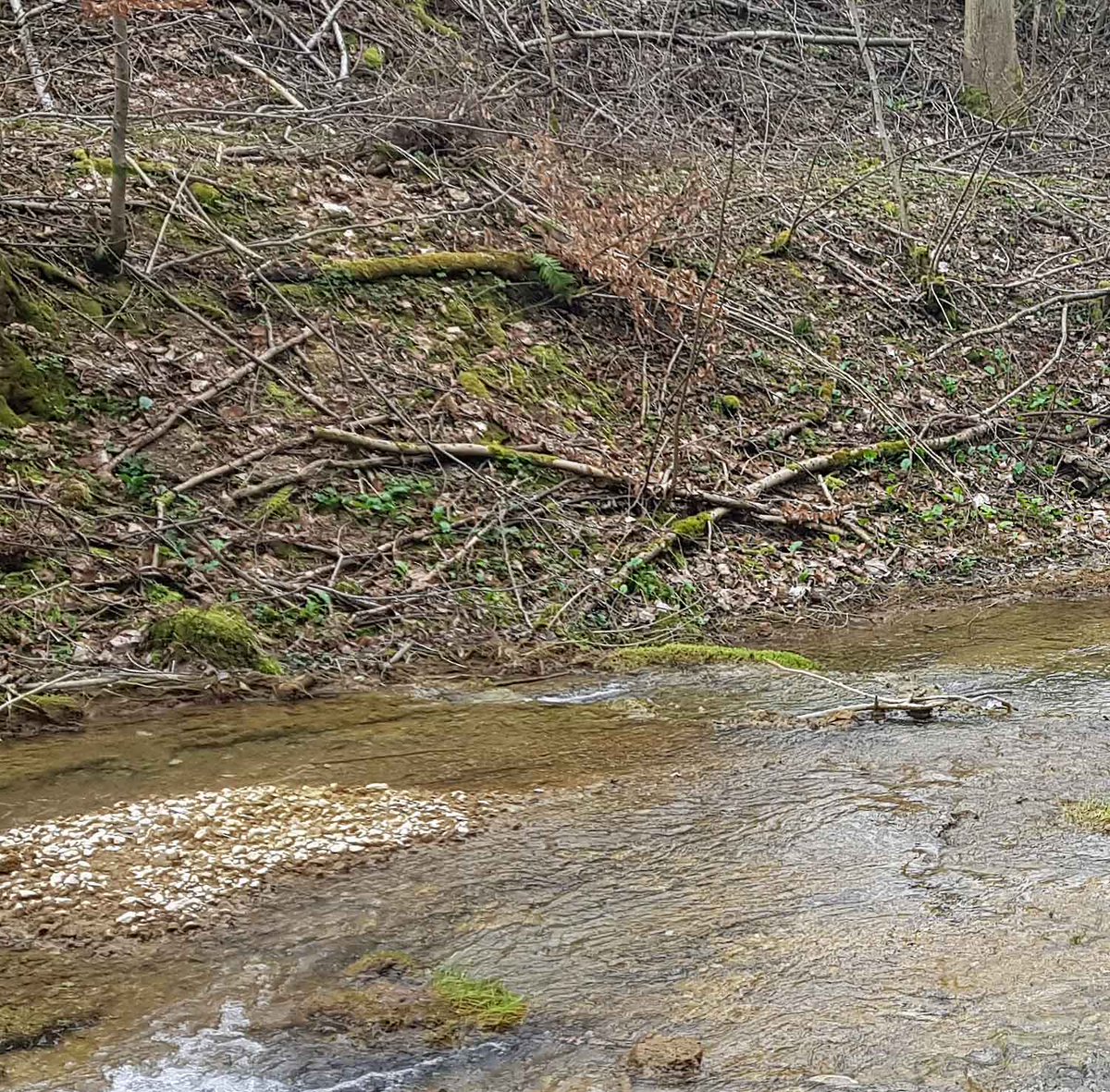 wolfi2de's tweet photo. The Lillach stream https://t.co/1oCPvEqgwy