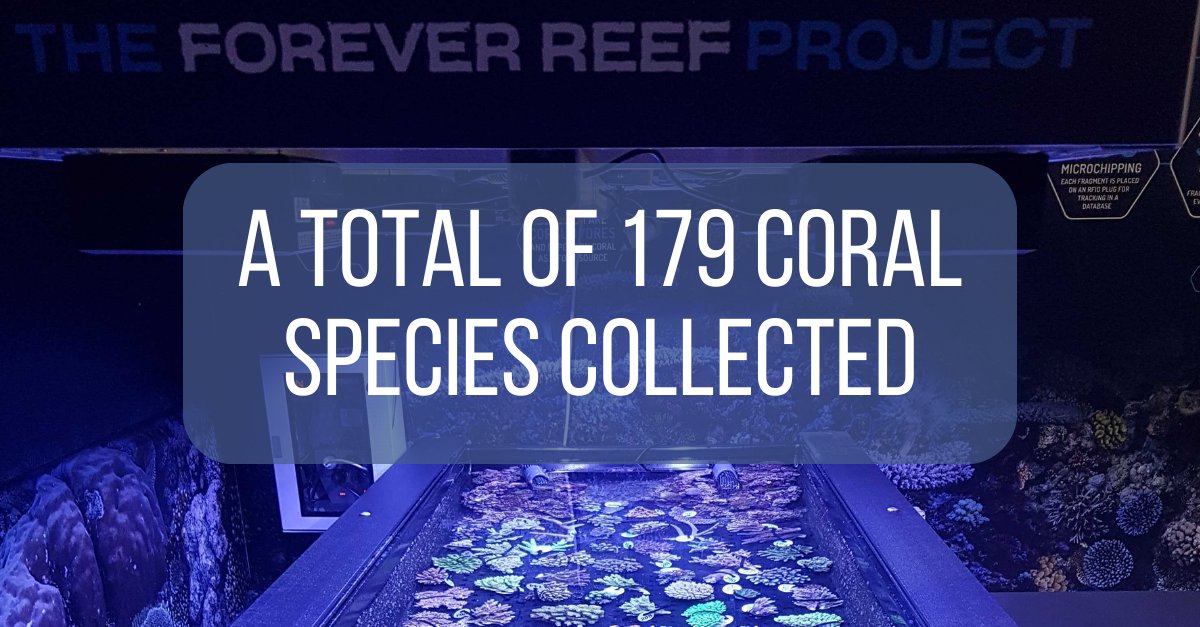 Everclime tweet media