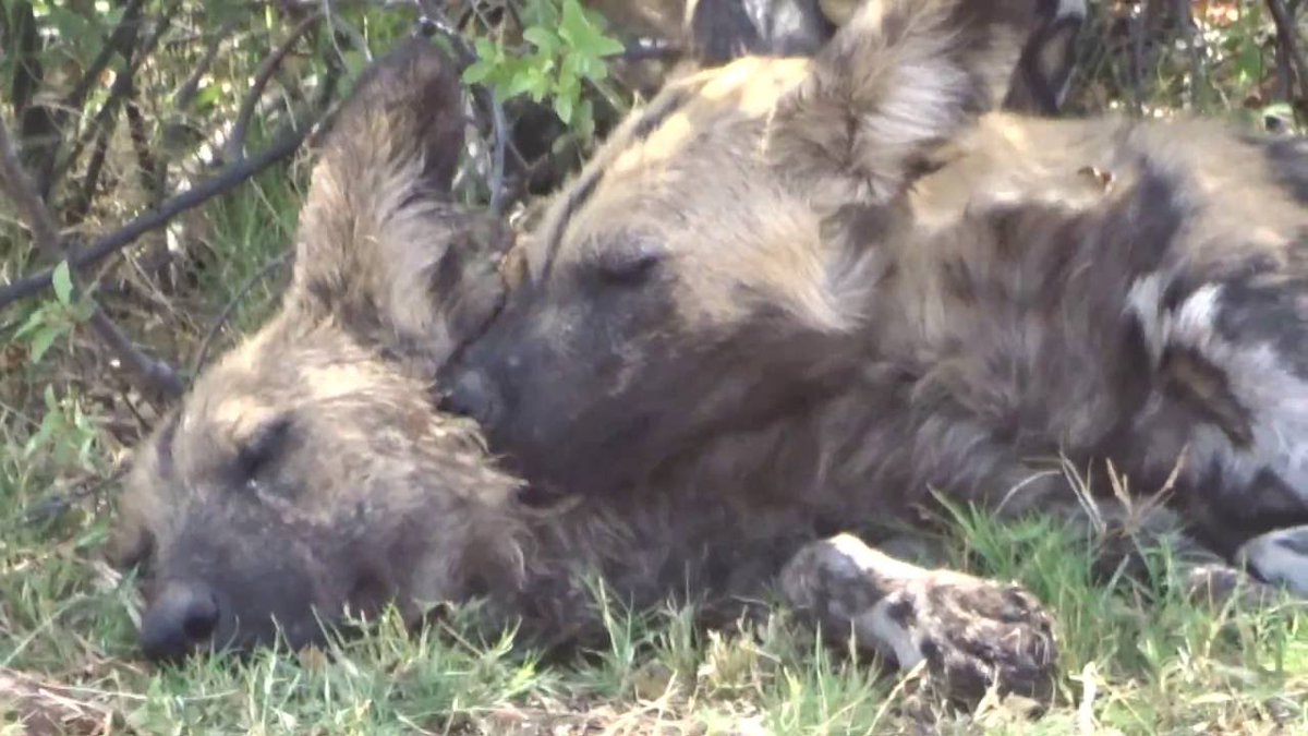 frostbite tweet media