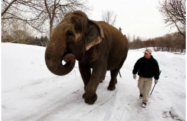 JDobroszczyk's tweet photo. #LucyNeedsSanctuary #WithOther🐘’s 💜 #NotBullhooks https://t.co/sqPIRqSZES