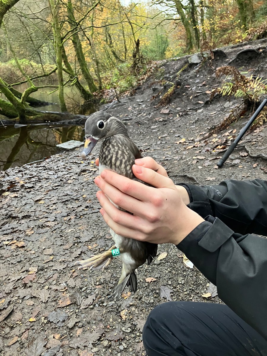 Myself and @jezierski_m, with the help of other @_BTO bird ringers, have set up a study of Mandarin movements around the UK 🇬🇧. Birds will be ringed at various sites across the country, starting this year. Please keep an eye out for green colour rings 😁!