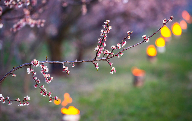 MirzayevAyaz's tweet photo. #Azerbaijan🇦🇿marks #WindTuesday #YelÇərşənbəsi, the third Tuesday up to #Novruz. It is the #wind that awakens #nature from a #dream, buds burst on #trees, and all living things awaken and get a boost. This is a sign of the approaching of heat, #spring.
Happy #yelcərṣənbəsi 🙏