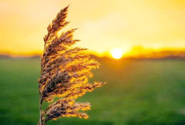 MirzayevAyaz's tweet photo. #Azerbaijan🇦🇿marks #WindTuesday #YelÇərşənbəsi, the third Tuesday up to #Novruz. It is the #wind that awakens #nature from a #dream, buds burst on #trees, and all living things awaken and get a boost. This is a sign of the approaching of heat, #spring.
Happy #yelcərṣənbəsi 🙏