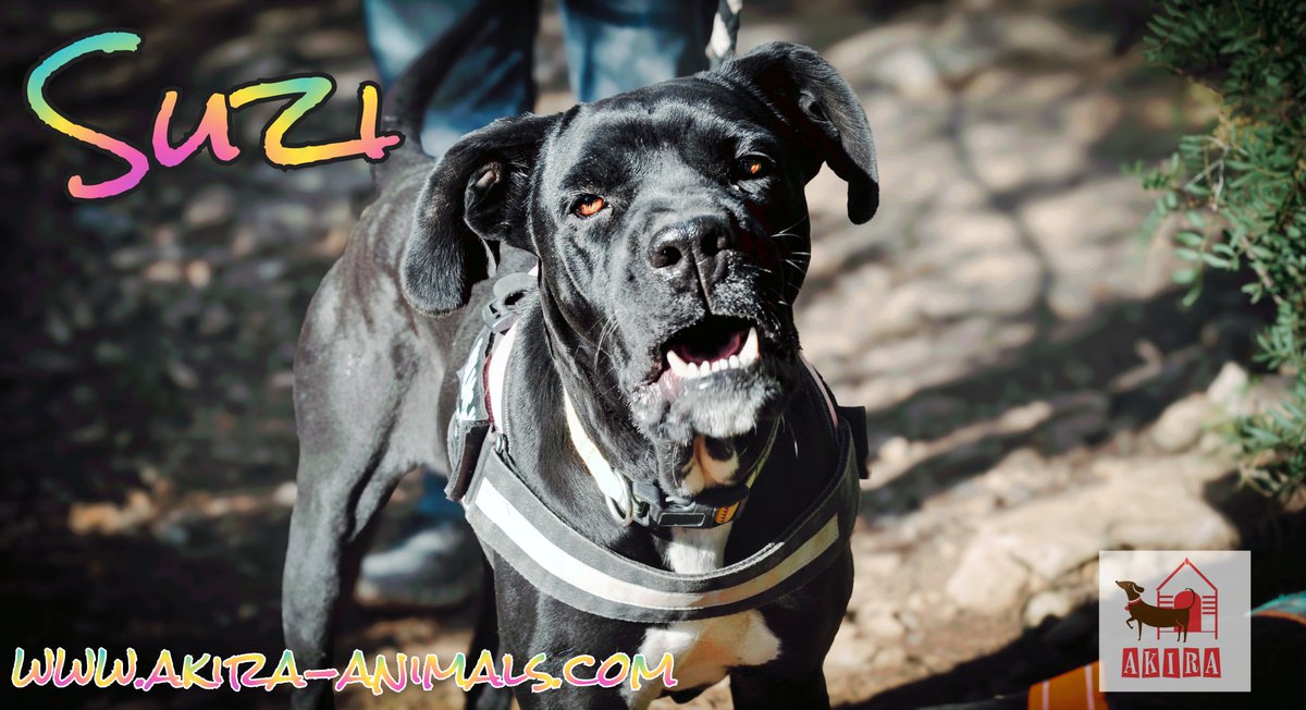 ShelterAkira's tweet photo. Suzi is still waiting we don't know why this boxer mix hasn't found a home. Sweet and special but sadly black dogs seem to go under the radar. Please help her be seen. 
#teamzay #rehomehour #k9hour https://t.co/G9VdiUjWlh