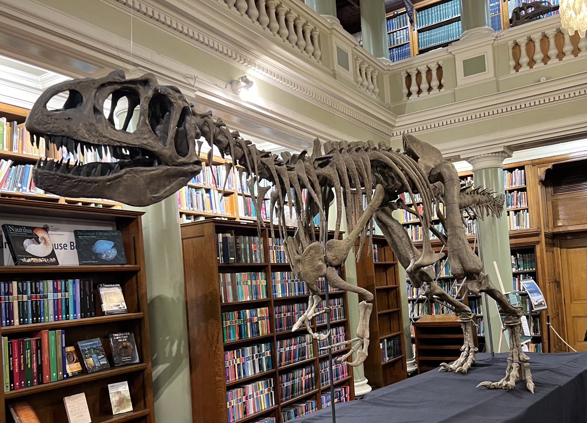 What better birthday present could there be for Prof. Buckland born #otd 1784? Fabulous Megalosaurus reconstruction visiting the library ⁦@GeolSoc⁩