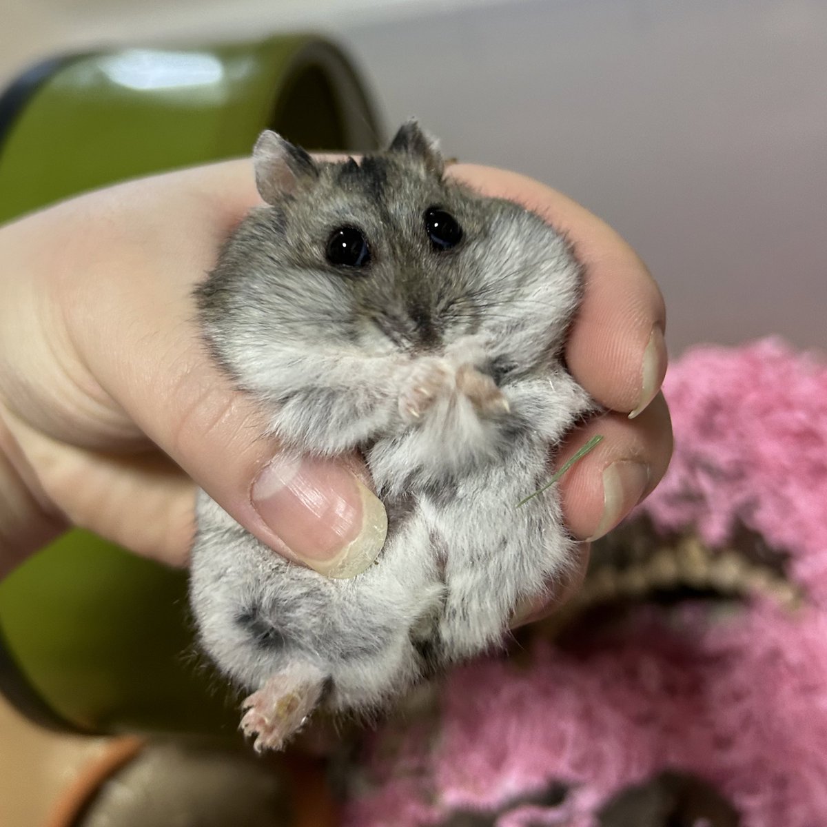 발톱깍기 시러
약먹기 시러
안약넣기 시러
다 시러