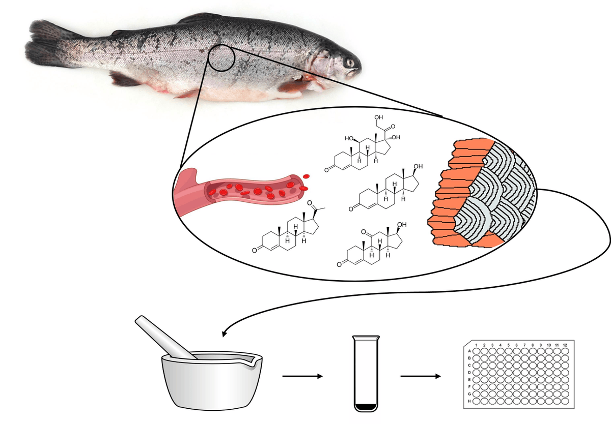 Fishes_MDPI's tweet image. #FishesMDPI #HighlyAccessedPaper

&quot;The Use of Fish Scale #Hormone Concentrations in the Assessment of Long-Term Stress and Associated Adverse Effects on #Reproductive #Endocrinology&quot; by Emily K. C. Kennedy and David M. Janz

mdpi.com/2410-3888/7/6/…

#biomonitoring #steroidhormone