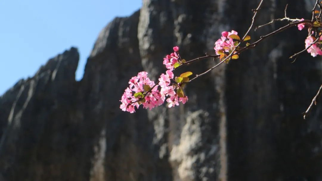 Racheltsyoo's tweet photo. Witnessing the delicate crabapple blossoms envelop Kunming's Stone Forest in a dreamy blush feels like stepping into a living painting. Nature's artistry is truly unparalleled—where the timeless stones are adorned with the tender embrace of spring.#KunmingSpring #NatureIsArt https://t.co/h6Z8TrbJ2N
