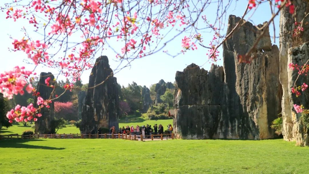 Racheltsyoo's tweet photo. Witnessing the delicate crabapple blossoms envelop Kunming's Stone Forest in a dreamy blush feels like stepping into a living painting. Nature's artistry is truly unparalleled—where the timeless stones are adorned with the tender embrace of spring.#KunmingSpring #NatureIsArt https://t.co/h6Z8TrbJ2N