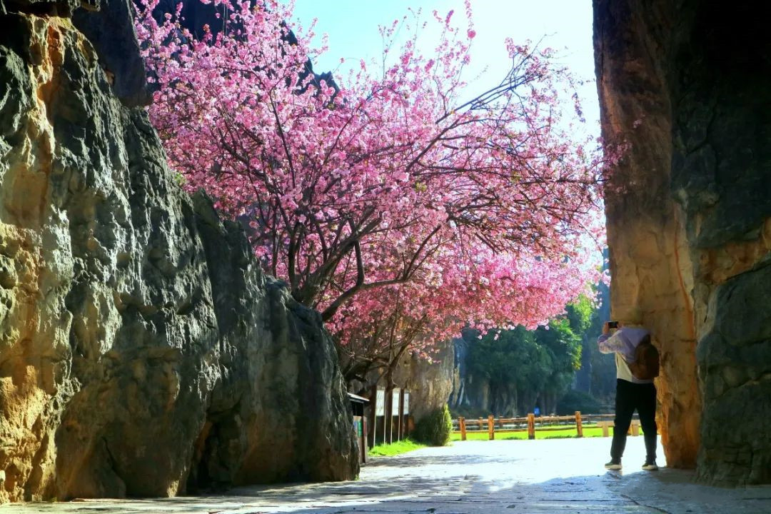 Racheltsyoo's tweet photo. Witnessing the delicate crabapple blossoms envelop Kunming's Stone Forest in a dreamy blush feels like stepping into a living painting. Nature's artistry is truly unparalleled—where the timeless stones are adorned with the tender embrace of spring.#KunmingSpring #NatureIsArt https://t.co/h6Z8TrbJ2N