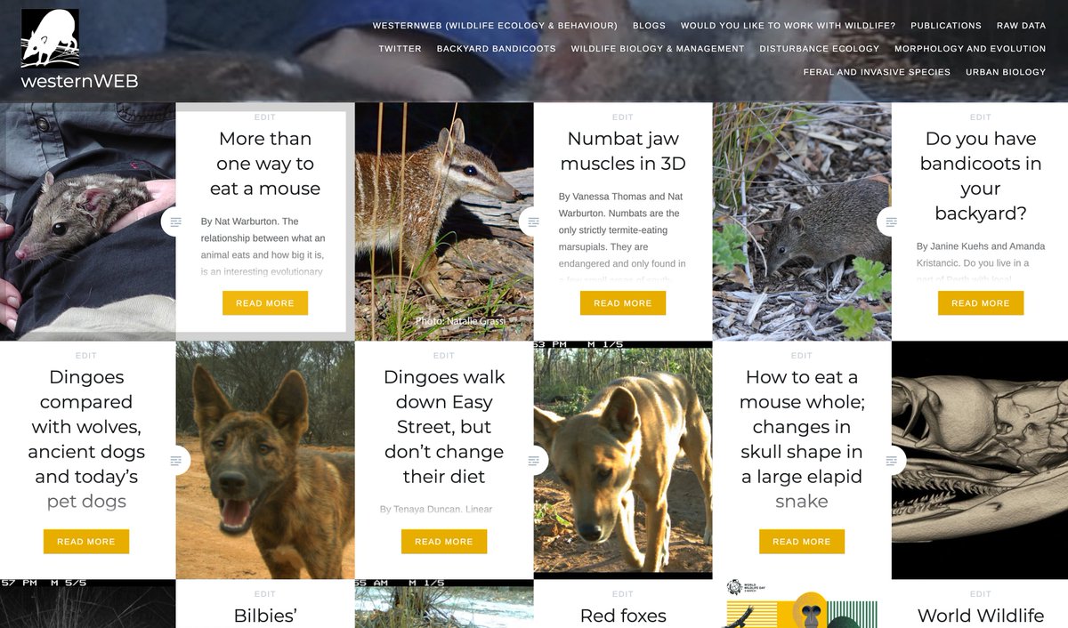 Are you keen on keeping up to date with wildlife ecology research happening in Western Australia? Then consider subscribing to westernweb.net for project blogs, volunteer opportunities, student projects and more :) @western_web 🦘🦊🐨🐦🐍🦎🦗🐈🐀