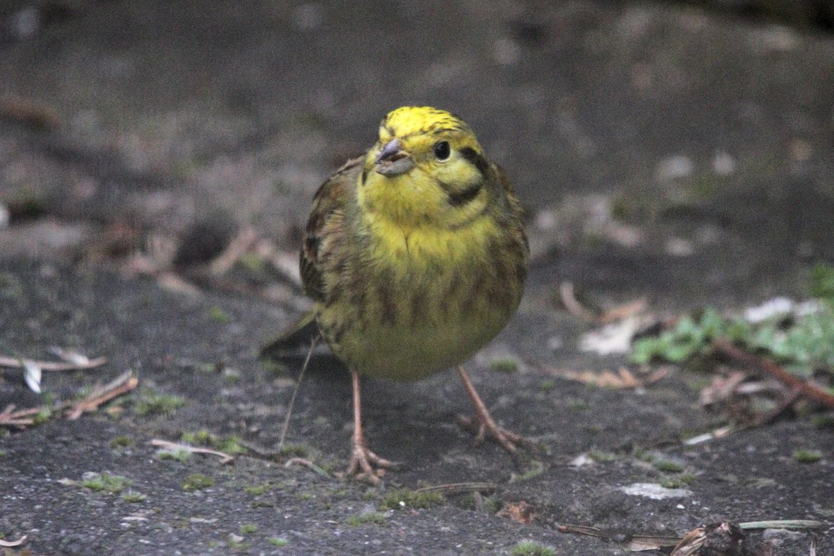 Nice to have this lovely male Yellowhammer in the garden at our farm #Chesterfield #derbyshire over the last week or so #TwitterNatureCommunity #TwitterNaturePhotography @Derbyshirebirds @DerbysWildlife @NatureUK @Natures_Voice @BirdGuides