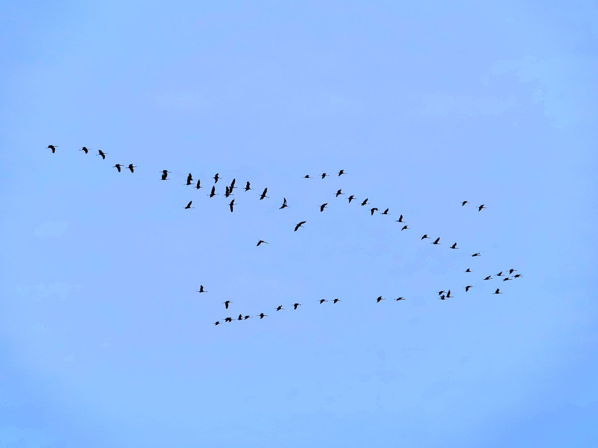 larsvanpeij's tweet photo. Meer dan 500 #kraanvogels boven ons huis in #Oeffelt afgelopen zondagochtend ๐คฉ๐ prachtige film en foto van Frans Merkes @DeMaasheggen @VNC_Landschap #maasheggen #vogels https://t.co/KX4bihFzvj