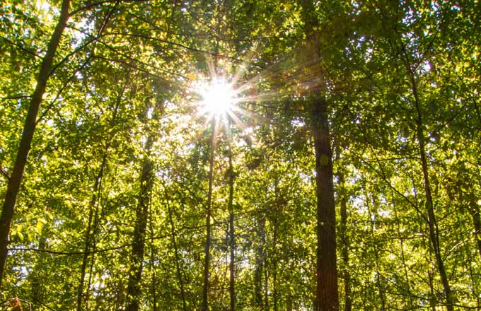 Les #forêts répondent à des préoccupations stratégiques pour la société, tant sur le plan environnemental, qu'économique et sociétal. Elles représentent aussi un baromètre du changement climatique. forestopic.com/fr/agora/publi… via <a href="/Forestopic/">Forestopic</a>