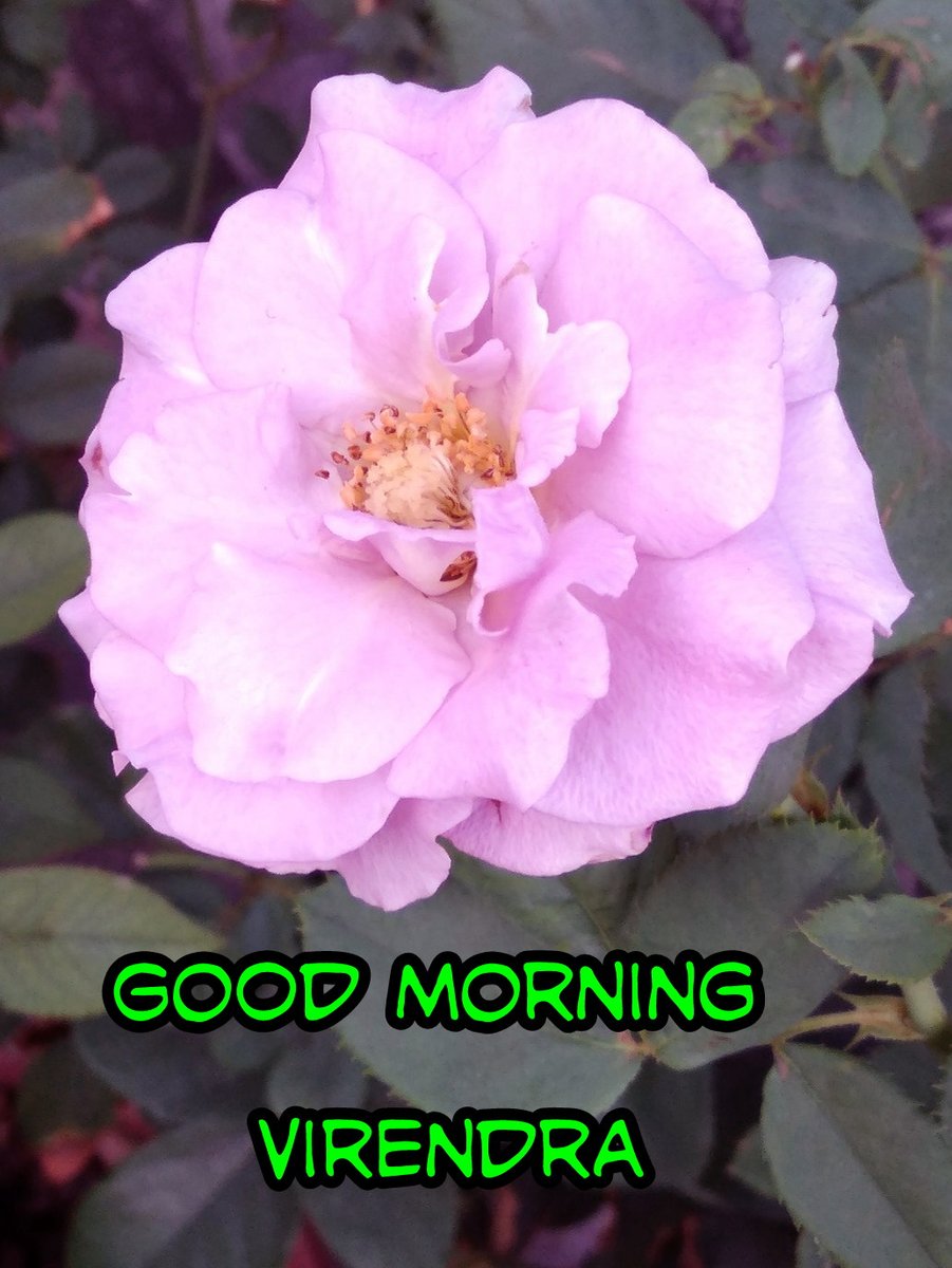 virendra dixit tweet media