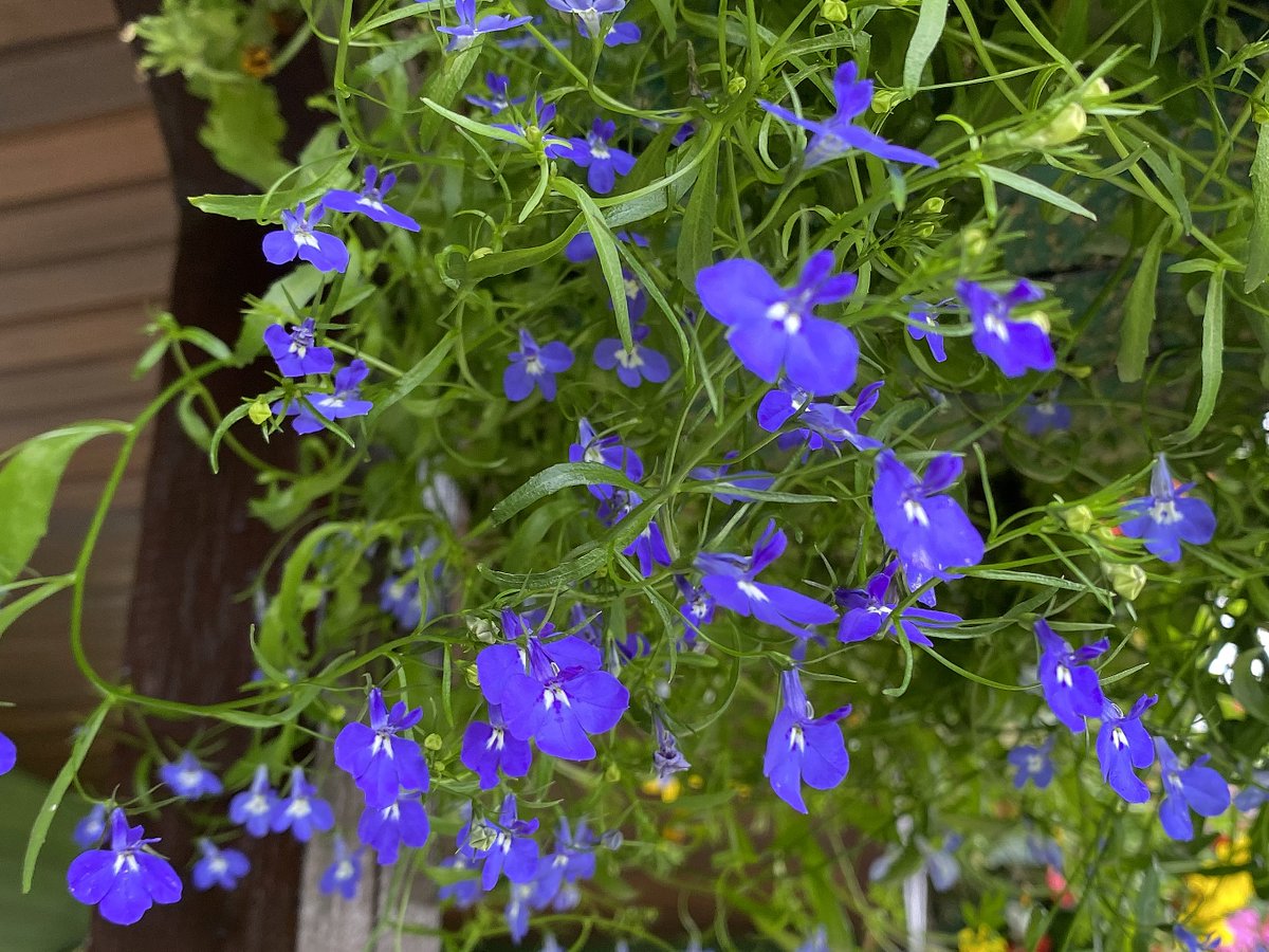 Happy Days #Tuesday #Flowers #flowersphotoHappy #TuesdayBlue #flowerphotography #FlowersOfTwitter #tuesdayvibe #TuesdayMotivaton #TuesdayFeeling @BellverMj @DigiGranBiz @JonNormanDesign @23Hil @IANGPhotographR @FrostyVeldskoen @jillbrown231 @christinedemar @jillwebbwords