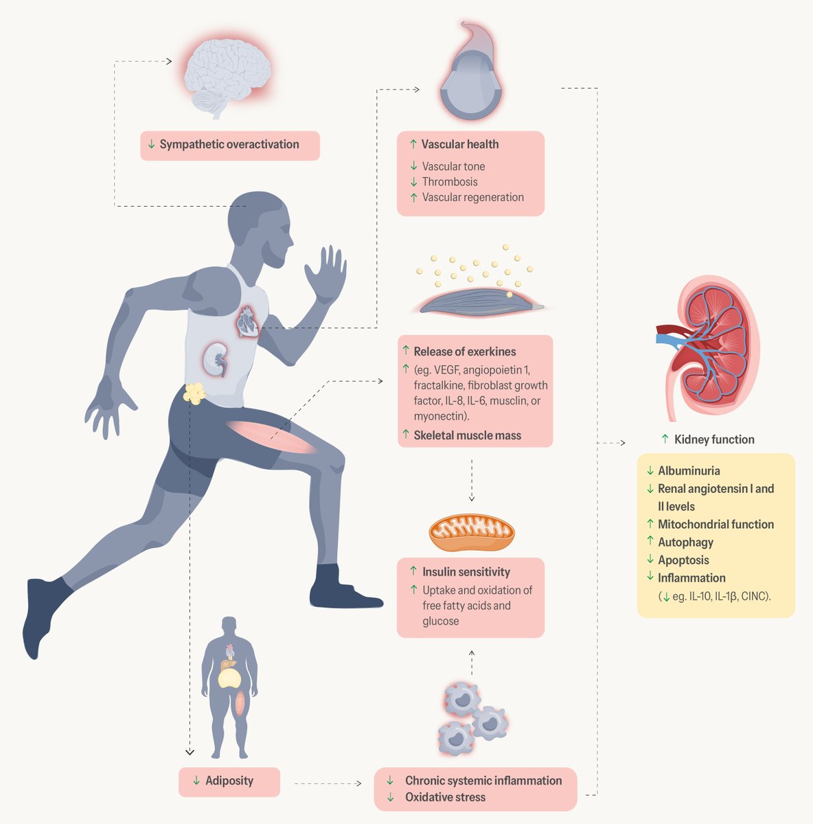 Physical exercise: a polypill against chronic kidney disease 🏃‍♀️An active lifestyle appears as a cornerstone in CKD prevention and management! 📖doi.org/10.1093/ndt/gf…