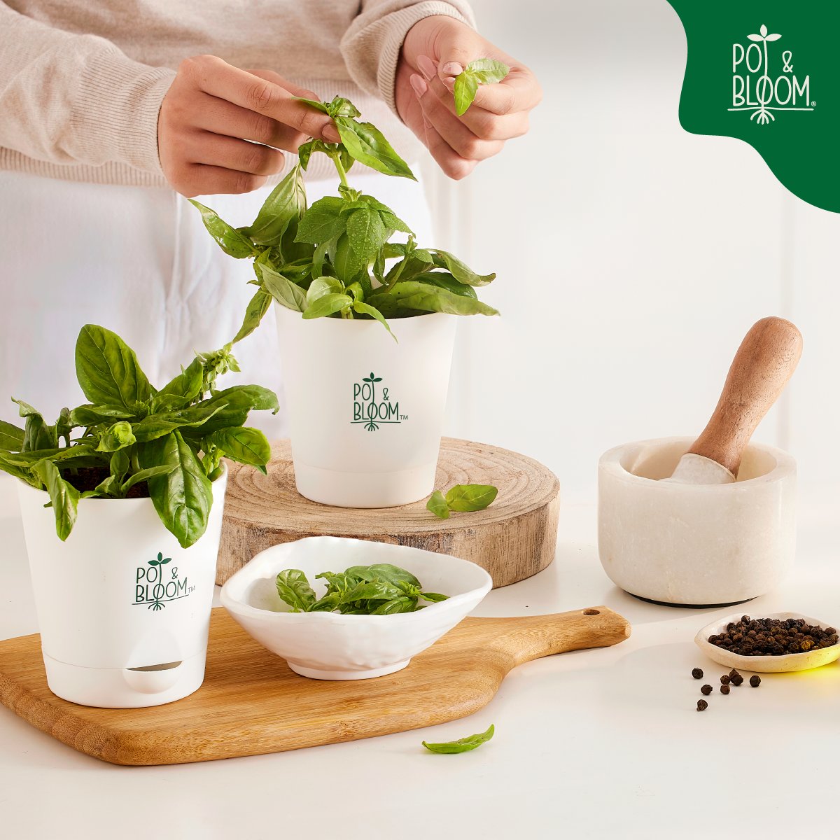 PotandBloom's tweet photo. Main ‘basil’ tere angan ki.
From the ‘tulsi’ family, this plant is one of the easiest Grow Kits we’ve got.
Beginners, buckle up!

#plants #letsgetgrowing https://t.co/5820VIY3Qs
