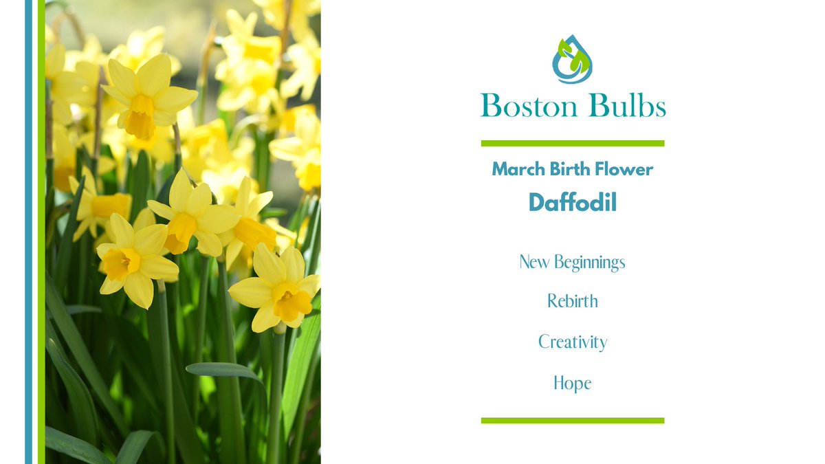 Discover Daffodils - the birth flower for March! #daffodil #marchbirthday #birthflower #piscesseason #ariesseason