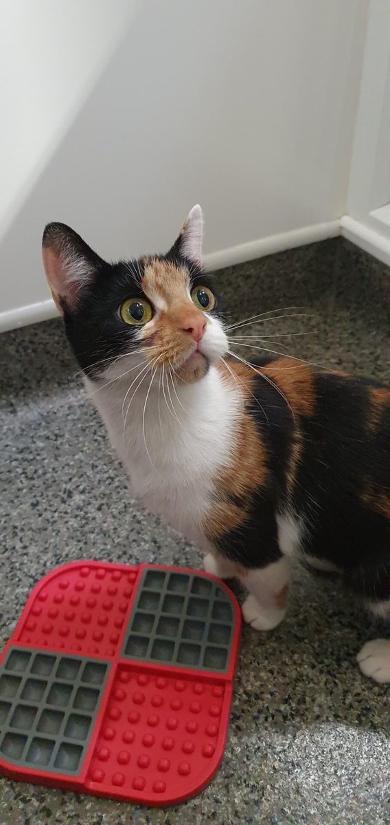 🆘 Do you recognise this cat? Please share 🆘 Female cat found Irlam area of Manchester, she isn’t microchipped. Contact 03000 120612 or email enquiries@warrington.cats.org.uk if you believe she is yours or you know her owner. #CatsOnTwitter #CatsOnX #LostCat #FoundCat #Irlam