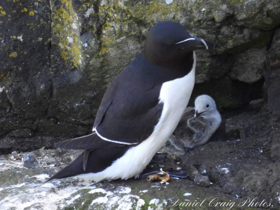 Food web interference . 

One of many reasons why nature does not need gas caverns in Islandmagee. 
 
The proposed fossil fuel infrastructure has no place in a modern forward thinking society , fully aware of its impacts upon biodiversity &amp; climate .