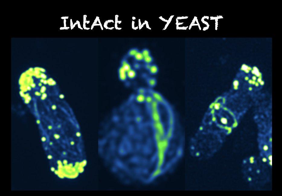 Very pleased to see our work on internal actin tagging (IntAct) published @PLOSBiology Yeast work was spearheaded by @anubhav_dhar @iiscbangalore Great collab with @koenvddries and Maxime @Radboud_Uni . This work was supported by @India_Alliance @serbonline @yeastgenome @PomBase