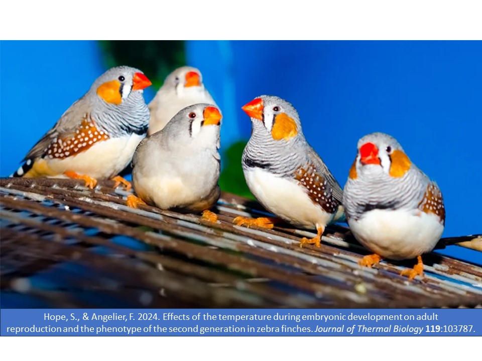 New paper by @sydneyfhope: we studied the transgenerational effects of incubation temperature on the reproduction of zebra finches. Check out the paper published in @J_Therm_Biol 10.1016/j.jtherbio.2024.103787 @Ecophy_CEBC @CEBC_ChizeLab @UnivLaRochelle @CNRSecologie