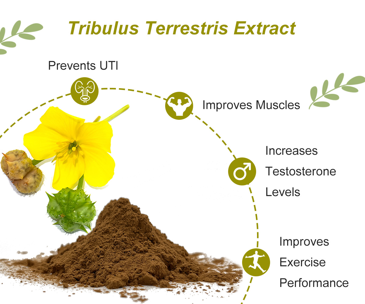 IngredientsSUPL's tweet image. Our #TribulusTerrestris extract uses advanced technology to retain the active ingredients. It can add competitiveness to your products.
Specification: Total Saponins 1%~98% by UV
Certificate: KOSHER/HALAL/ISO/HACCP/USDA ORGANIC
ingredientssupply.com/tribulus-terre…