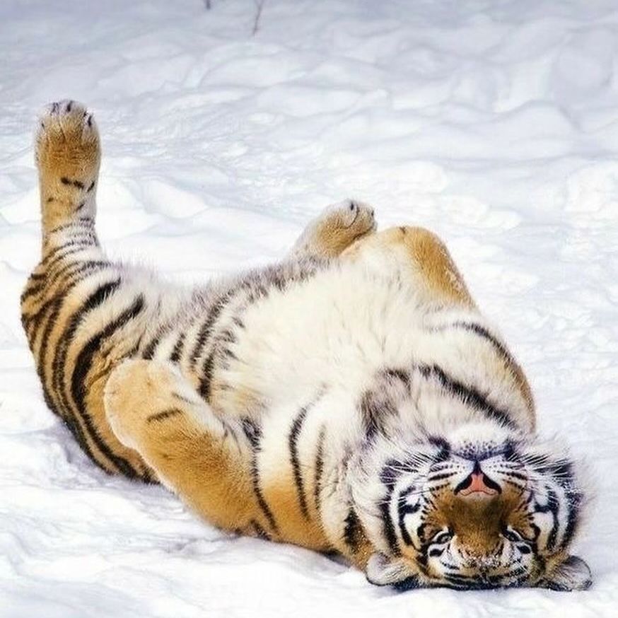 ICFC (@icfc_for_nature) on Twitter photo The mission to save biodiversity is no easy task. Occasionally, we also need to take breaks sometimes to stretch our legs 🐅 #ForNature
photo: <a href="/tigerextinct/">Extinct Tiger</a> The mission to save biodiversity is no easy task. Occasionally, we also need to take breaks sometimes to stretch our legs 🐅 #ForNature
photo: <a href="/tigerextinct/">Extinct Tiger</a>