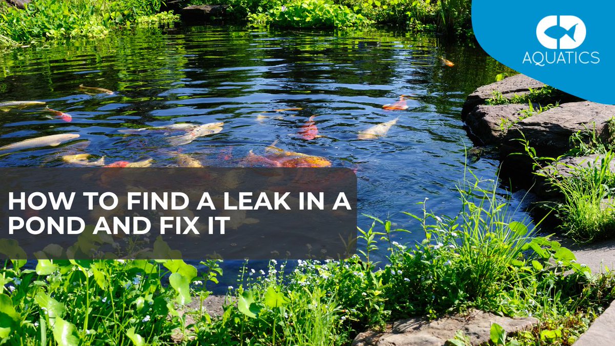 C.D Aquatics (@cdaquatics) on Twitter photo HOW TO FIND A LEAK IN A POND AND FIX IT π§π§
Read Moreπ
cdaquatics.co.uk/how-find-a-leaβ¦
#pondfish #fishpond #cdaquatics #pondleak #koi #aquatics #aquarium HOW TO FIND A LEAK IN A POND AND FIX IT π§π§
Read Moreπ
cdaquatics.co.uk/how-find-a-leaβ¦
#pondfish #fishpond #cdaquatics #pondleak #koi #aquatics #aquarium