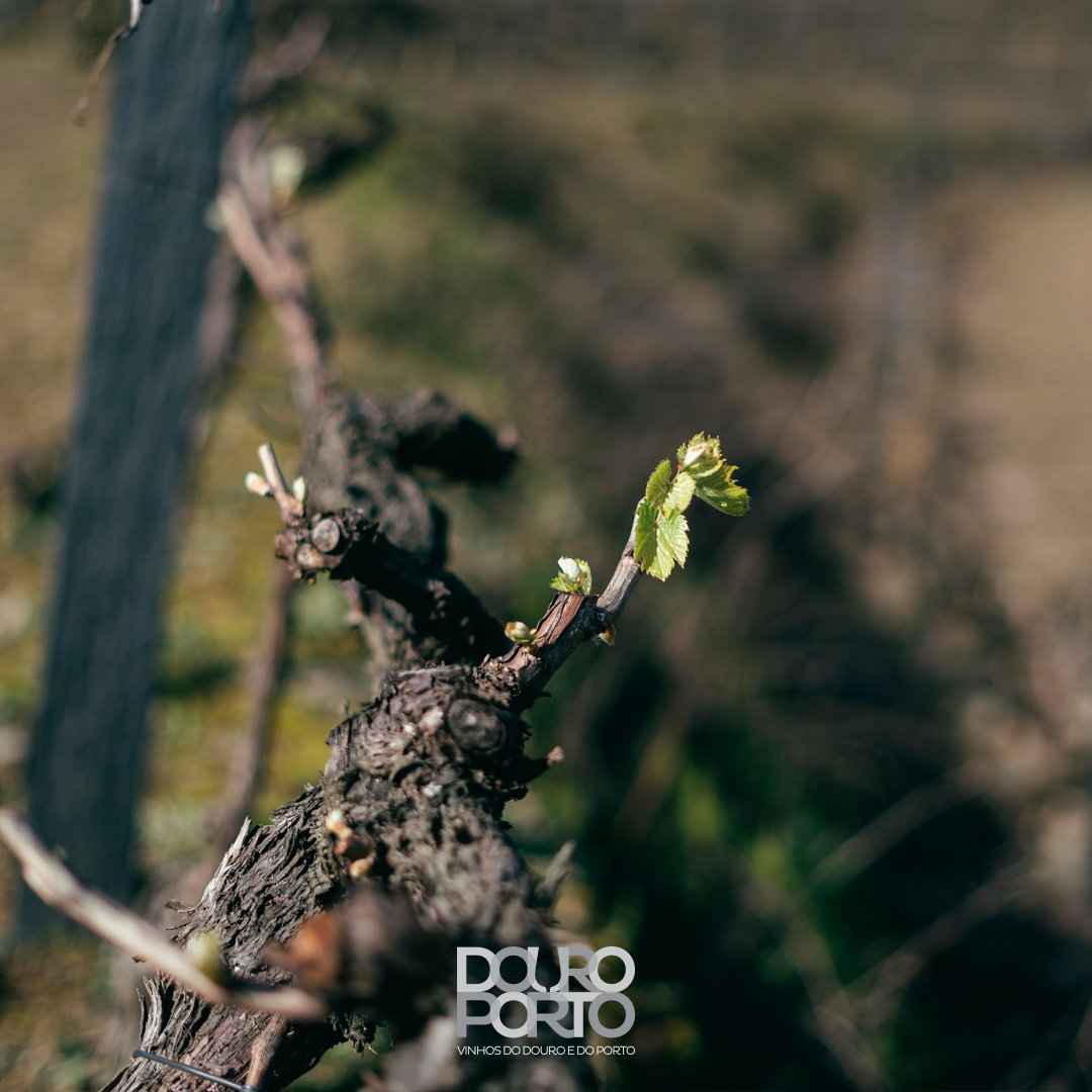As vinhas despertam do seu repouso de inverno 🌱🍇 #VinhosdoDouro #invernonodouro #douro #winter #inverno #paisagem #landscape