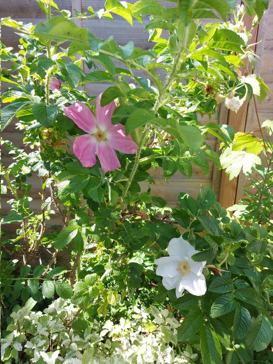 Sandi Leonard tweet media