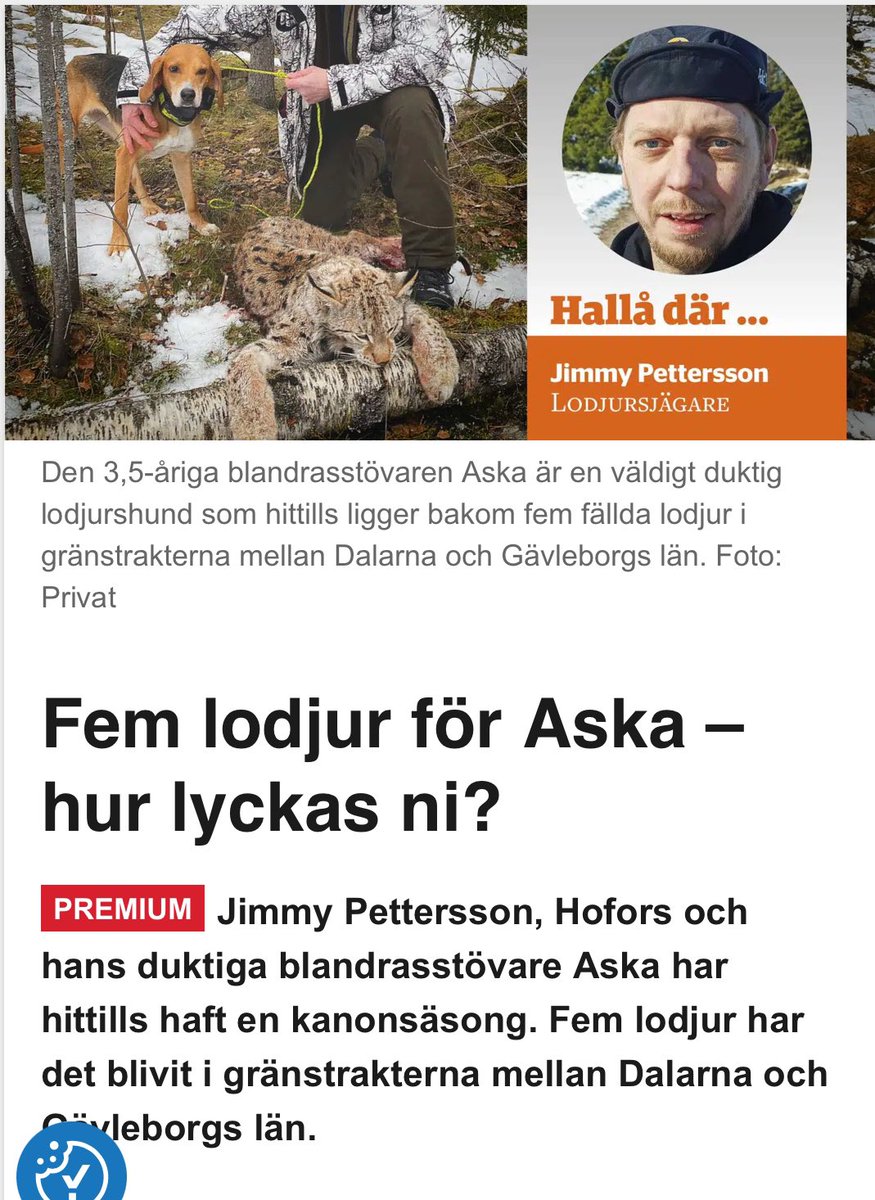 RevolutionRov's tweet photo. Av de 143 lodjur som är tilldelade är det nu endast 37 lodjur kvar i livet.
Jakten är avlyst i 8 av de 14 län där årets licensjakt pågått. Kvar är; 
⬇️
Västerbotten (10): 5
Jämtland (15): 12
Västernorrland (8): 3
Gävleborg (30): 5
Dalarna (17): 7
Västmanland (7): 5
#TrophyHunting https://t.co/Jb8aWJxxc3