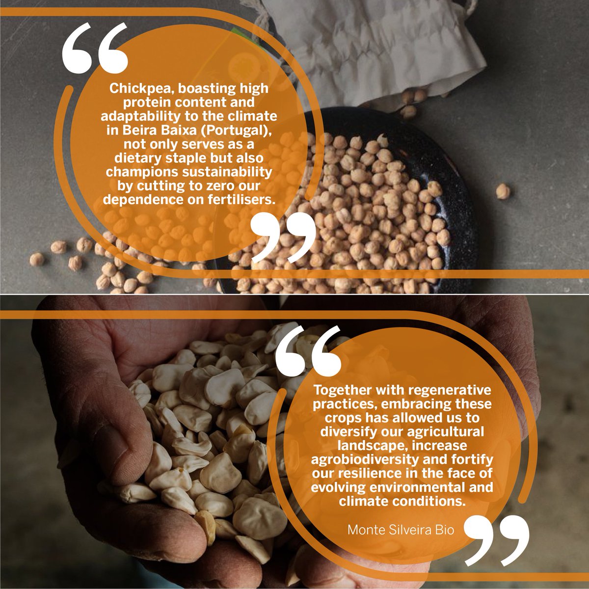 Monte Silveira Bio is the latest addition to our growing family of Participatory Farmers! Swipe to learn about their invaluable contribution to increase agricultural resilience through their work with cowpea and chickpea crop varieties. #RADIANT #ParticipatoryFarmers #Farming