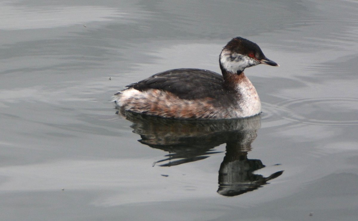 From Staines on Sunday, Black-necked grebe in full summer regalia; Slavonian grebe on the change. There was a Black-throated diver present, but it obviously decided to vanish when I tried to find it. Several resplendant Goldeneye.@Baldbirder1