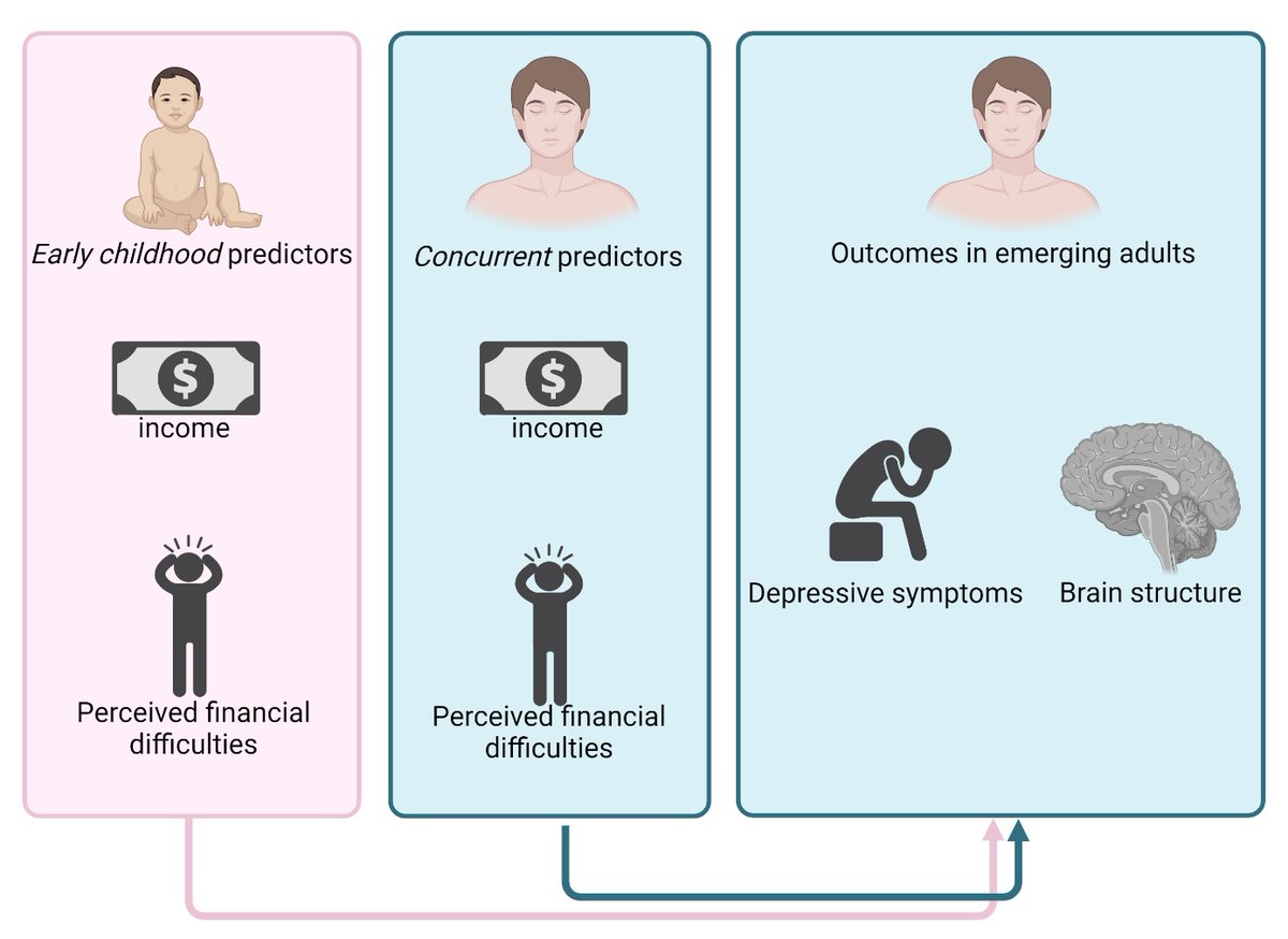 New preprint from <a href="/liafersch/">Lia Ferschmann</a> and the lab with data from <a href="/CO90s/">Children of the 90s</a>  - "The importance of timing of socioeconomic disadvantage throughout development for depressive symptoms and brain structure" osf.io/preprints/psya…