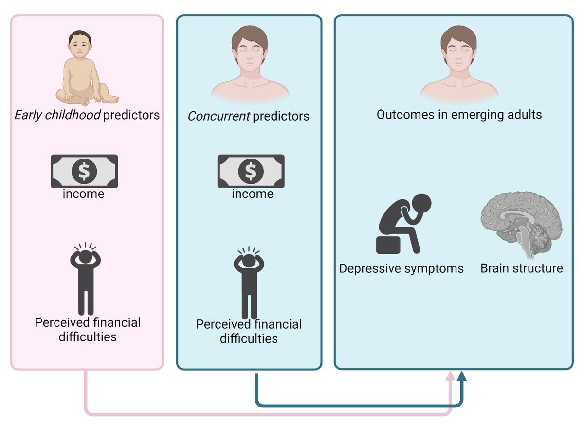 New preprint from @liafersch and the lab with data from @CO90s - 'The importance of timing of socioeconomic disadvantage throughout development for depressive symptoms and brain structure' osf.io/preprints/psya…