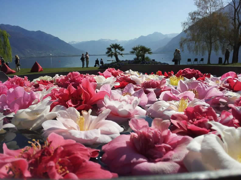 Plus de 200 variétés de #camélias 🌺 s’apprêtent à éclore au #Tessin @ticinoturismo, du 20 au 24.03. Pour les admirer, rendez-vous à l’exposition #CamelieLocarno, paradis floral de 10'000 m2 sur les rives du lac #Majeur 🌸 vu.fr/gqzH #GardensOfSwitzerland @FeminaCh