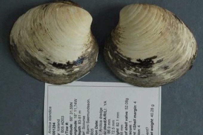 Top1Rating's tweet image. The world's oldest known creature was a 507-year-old mollusk, that lived from 1499 until the day scientists found and killed it by mistake.