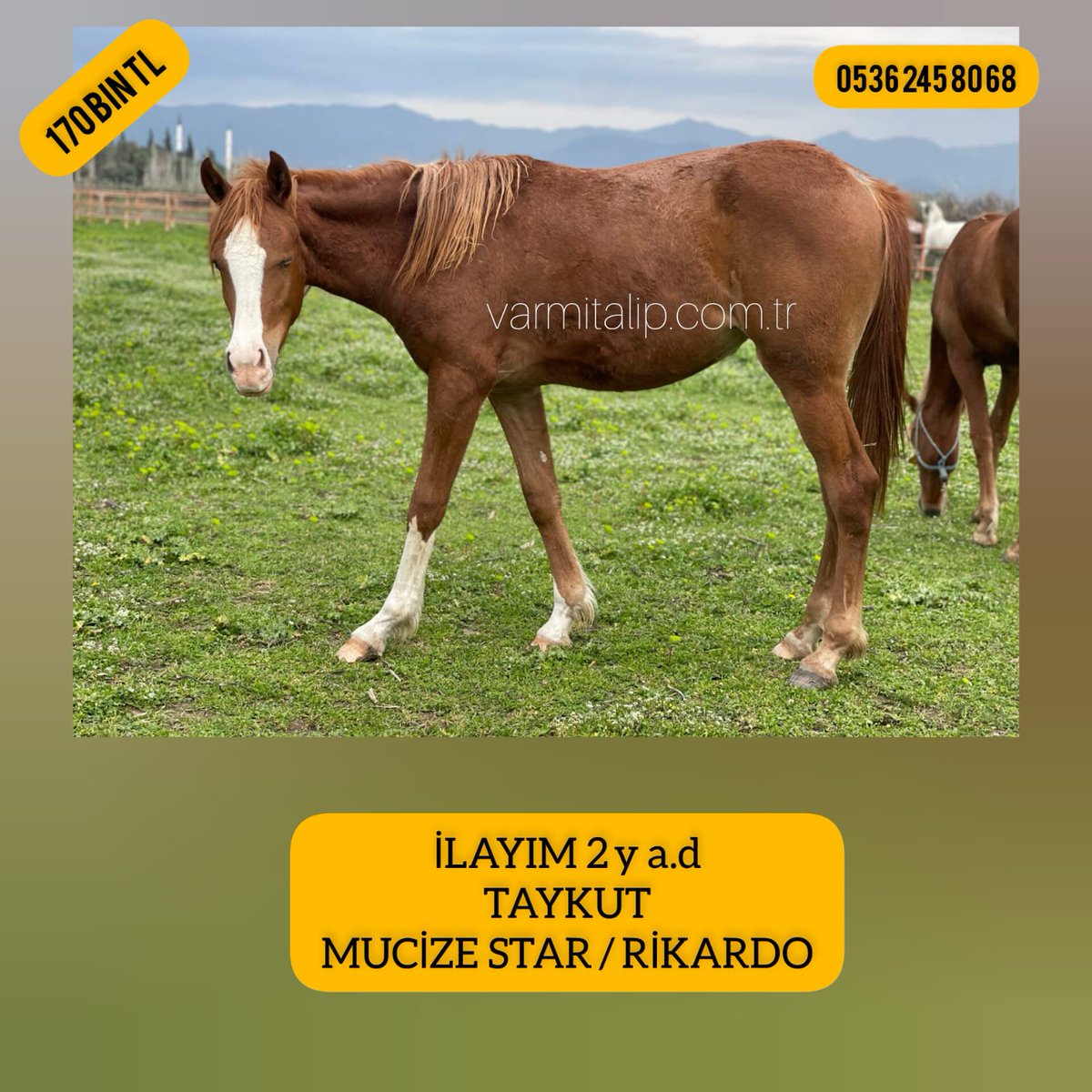 MetinMfg's tweet photo. 2 yş.#Taykut tayına ↖ #varmitalip #TercihliKısraklar #GebeKısraklar #ArapTaylar #İngilizTaylar #Yearling #ArabianHorses #Stallion #SatilikAtlar 05362458068 @varmitalip @Odinhan2 https://t.co/UgPJEiHFBQ